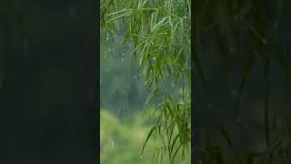 ASMIR CHILL NATURE RAIN AND LOFI BEATS♥️ 🎧