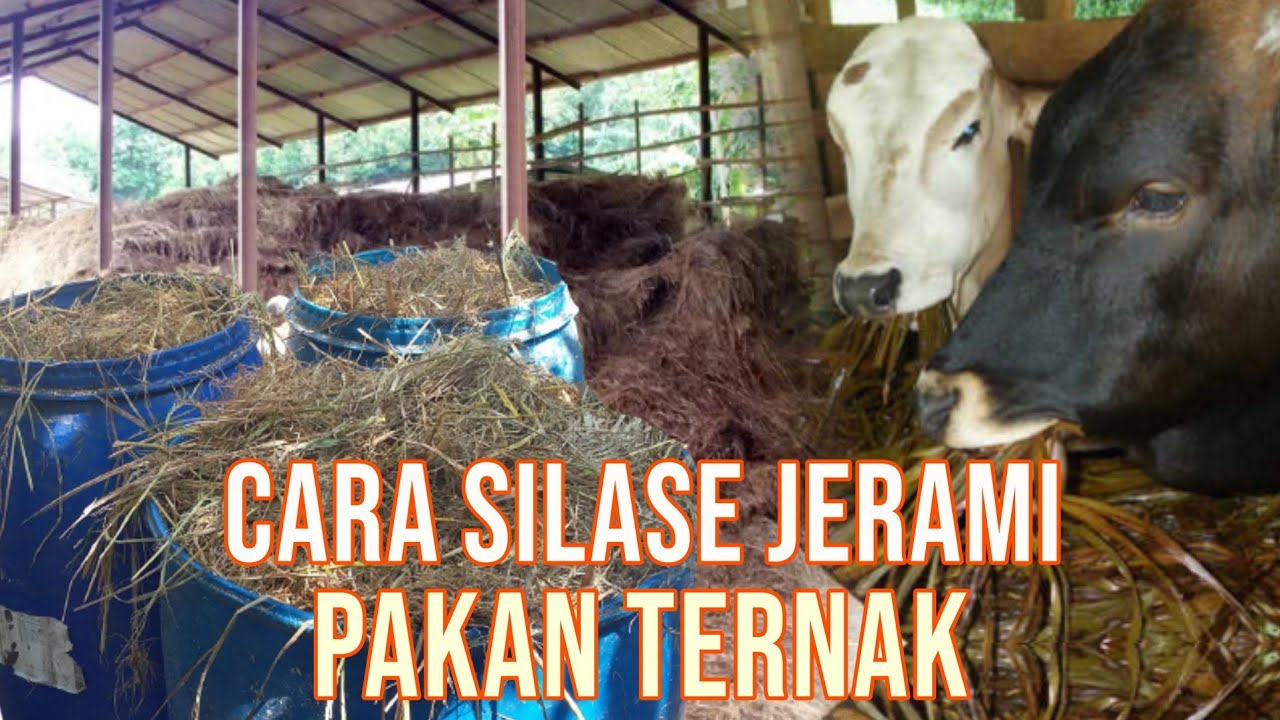 Cara Membuat Silase Jerami Pakan Ternak - YouTube