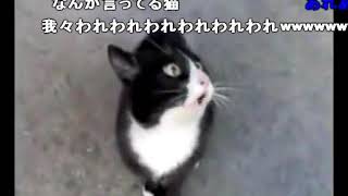 怒ってた猫が急に話しかけて来たけど、ネコ語だからわからない