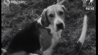 ROYAL: Prince Bernhard participates in Beaufort Hunt (1949)