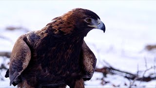 Golden Eagles of Wyoming - Secrets, Survival, and the Changing West