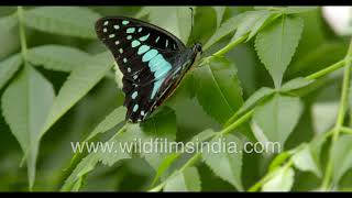 Lovely blue and black monsoon butterfly seen in Delhi: Common Jay or Graphium doson