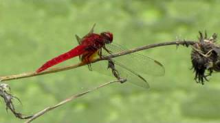 ショウジョウトンボ　（Crocothemis servilia mariannae）  2010    Video 04