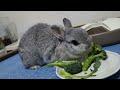 ブロッコリーを召し上がるうさぎ rabbit eating broccoli