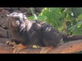 Red-Handed Tamarin - the mysterous Amazonian monkey!