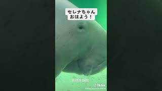 まだ眠いセレナちゃん🥱💤#鳥羽水族館 #aquarium #動物コレクション #ジュゴン#セレナ #dugong #shorts