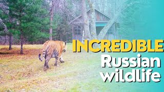 Incredible Russian Wildlife! Siberian tigers \u0026 others.