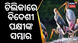 Chilika Lake | Foreign Birds | ଚିଲିକାରେ ବିଦେଶୀ ପକ୍ଷୀଙ୍କ ସମ୍ଭାର | Odia News