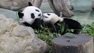 20221004 母女吃竹太有戲 圓圓圓寶黏一起(早餐) Giant Panda Yuan Yuan \u0026 Yuan Bao