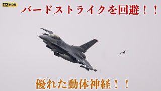 2023.5.23 三沢基地 F-16 優れた動体神経でバードストライクを回避！！