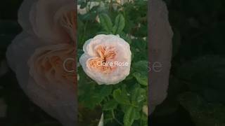 กุหลาบพุ่มสูง เลี้ยงง่ายมากทนโรค Claire Rose หอมอ่อนบานทนๆ #rose #shorts #กุหลาบหอม