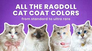 All the Ragdoll Cat Colors Including the Rare Non-Standard Colors | Sir George the Ragdoll