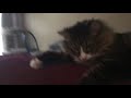 My cat talks about google+ getting shut down