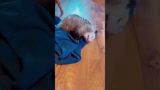 Scratchin Feelin GOOD #shortvideo #opossum