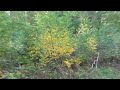 herfstkleuren in het bos