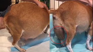 A desperate, heavy pregnant dog was rescued just in time, giving life to 10 pups, a miracle of love!