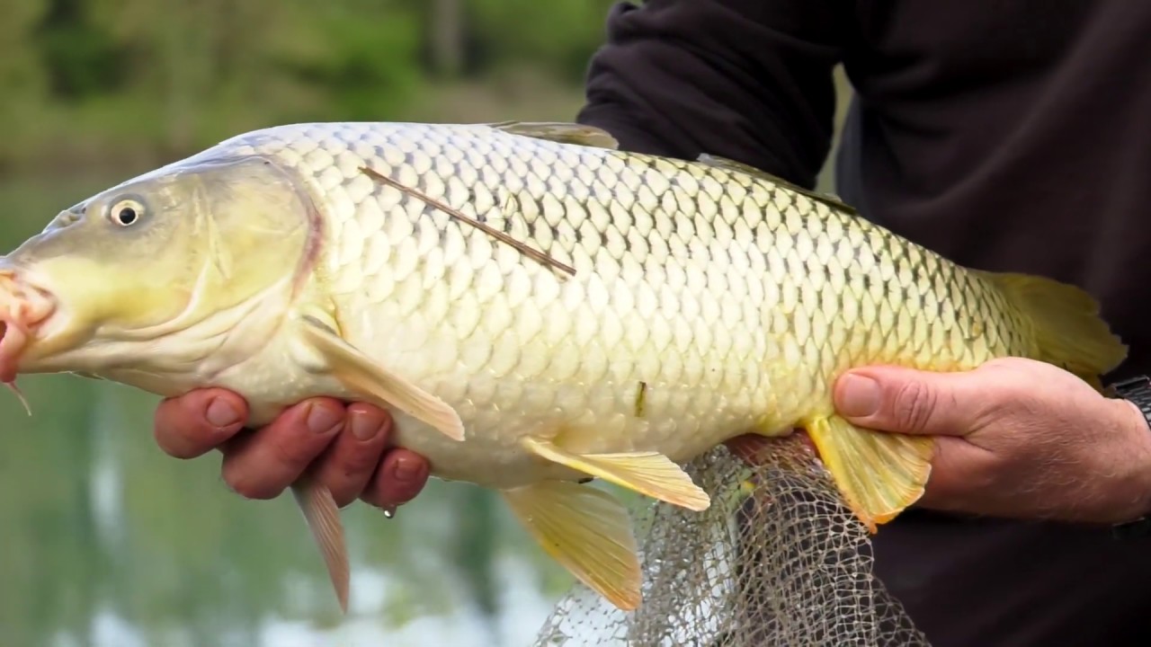 Tubertini Feeder In Tour Sul Mincio Youtube