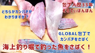 海上釣り堀で釣ったカンパチをさばく！カンパチのさばき方