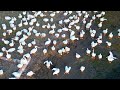 pelicans in anacortes wa