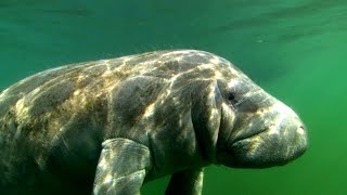 Inside the Fight to Save Endangered Manatees and Dugongs