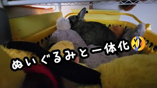 秘密基地に潜むうさぎ夫婦【多頭飼い】うさぎの夫婦with息子ラテ