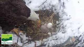 Duke Farms Eagle Cam 28.02.2023  07:41