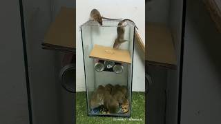 How to trap rats in your house#how to make mouse trap at home