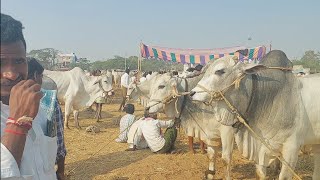 పెబ్బేరు సంతలో సేద్యం పనులు చేసే ఆరుపల్ల ఒంగోలు కోడెల రేట్లు | Ongole Bulls ‎@purnafarms 