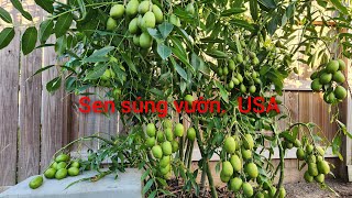 THÁI STAR FRUIT TREE . khoe cây cóc thái 25 năm . Chia sẻ cách trồng và chăm sóc mùa đông đá...