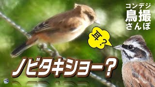 コンデジ鳥撮散歩　モズ日和にノビタキショー開催　兵庫県・北播磨