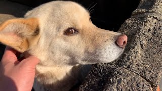 夕日を浴びる白い犬とご飯食べてこたつ猫