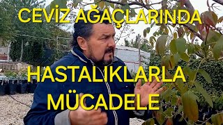 CEVİZ AĞAÇLARINDA HASTALIKLARLA MÜCADELE  ATILACAK İLAÇLAR