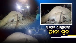 Elephant Killed By Train In Keonjhar