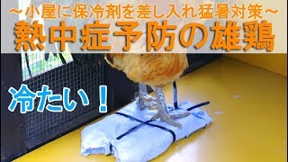 熱中症予防の雄鶏～ニワトリ小屋に冷たい保冷剤座布団を差し入れ猛暑対策～