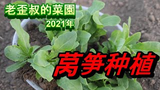 【家庭菜園Vegetable garden】莴笋种植