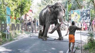 ഈ പാപ്പാനെ മാത്രം വിശ്വസിച്ചു ലക്ഷങ്ങൾ നൽകി ഉടമ ഈ പ്രേശ്നക്കാരാൻ ആനയെ വാങ്ങി | elephant and mahout