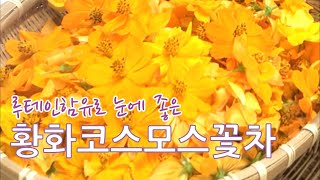 황화 코스모스 꽃차 만들기/ 눈건강 숙취해소에 좋은 노란코스모스꽃차