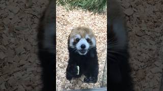 りんごモグモグタイムファンサービス忘れません🐾🍎　#レッサーパンダ#令#東山動植物園