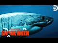 Heart-Pounding Moments from Shark Week 2023 Part 2 | Shark Week | Discovery