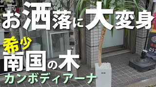 希少な観葉植物カンボディアーナ！高級感のある見た目に大変身！お部屋の雰囲気がガラリと変わる