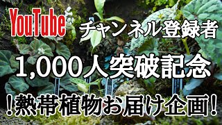 [ 熱帯植物 ] チャンネル登録者 1000人突破記念！プレゼント企画の概要です！