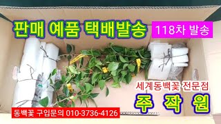 118차 택배발송 / 구입하신 예품 발송했습니다 / 세계동백꽃 여러품종 세곳으로 발송 / 동백꽃 묘목이 필요하신분은 연락주세요 세계 동백꽃 판매