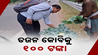 ଡଜନ କୋବିକୁ ୧୦୦ ଟଙ୍କା || Farmers Forced To Sell Cauliflowers At Low Prices || Kanak News Digital