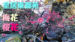 皇居東御苑   梅花  桜花    2024年2月7日撮影