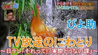 TV放送のニワトリ～日本テレビ「それって実際どうなの課」に雄鶏の雄叫びが映った～