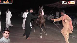 Best All Pakistan horse Dance / Syed Mosa Kamalia / 18,19 Aug 2019Meala Org Tanveer Shah -213