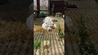 【池田動物園公式】ペチャンコになって休むサンちゃん