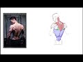 how to draw the back muscles anatomy