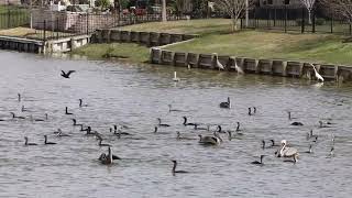 Cormorants and Brown Pelicans