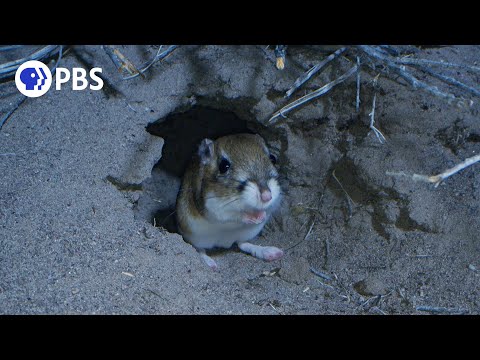 What are some adaptations of the kangaroo rat that allow it to survive in the desert biome A builds underground burrows hunts at night obtains water from its Foodb builds nests inside trunks of large plants hunts during daylight hours obtains water from its food?